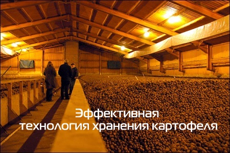 картофелехранилища в Орле
